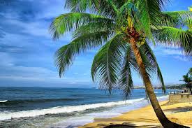 Bãi Rạng xinh đẹp với những rặng dừa đu đưa trước gió