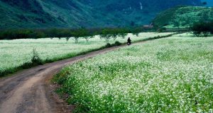 Cao nguyên Mộc Châu mùa hoa cải, trắng tinh khôi bên những con đường