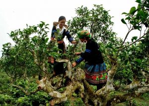 Những cô gái Mông đang thu hoạch chè San Tuyết