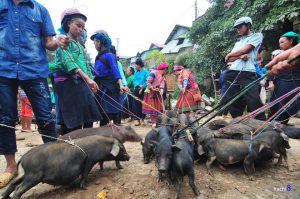Những con lợn cắp nách ở chợ Hà Giang được ưa chuộng