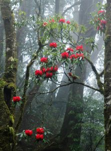 Hoa đõ quyên nở trên núi Phan Xi Păng