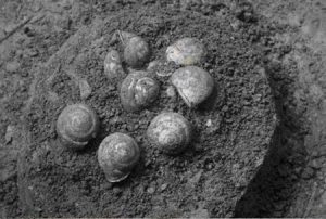 Những con ốc tìm thấy trong hang Phia Vài