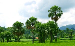 Cảnh đẹp Phú Thọ nổi bật với những đồi cọ